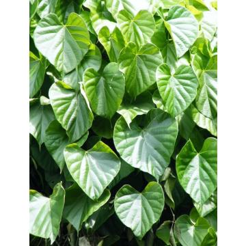 Tinospora Cordifolia , Giloy - 10 Seeds Pack