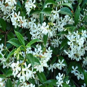 Buy Trachelospermum Jasminoides Plant, Star Jasmine Plant 