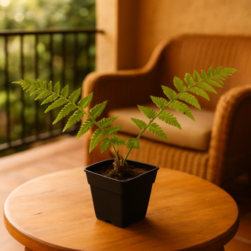Tree Fern, Silver Lady Fern Plant