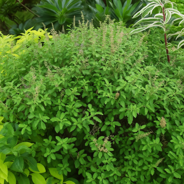 Ocimum Sanctum Tulsi 100 Seeds For Sale In India