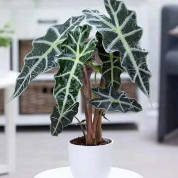 Buy Alocasia sanderiana (Kris Plant)
