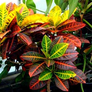  Codiaeum Variagatum Plant, Variegated Croton Plant