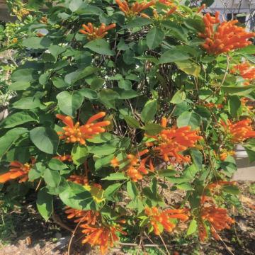 Buy Pyrostegia Venusta ( Sankrant Vel ) Plant, Golden Shower Plant 