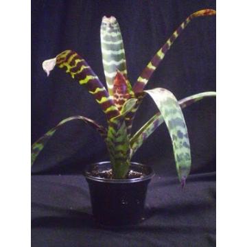 Buy Vriesea Splendens Plant With Free Shipping In India