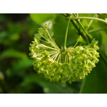 Wattakaka Volubilis , Sneeze Wort Plant - 50 Seeds Pack