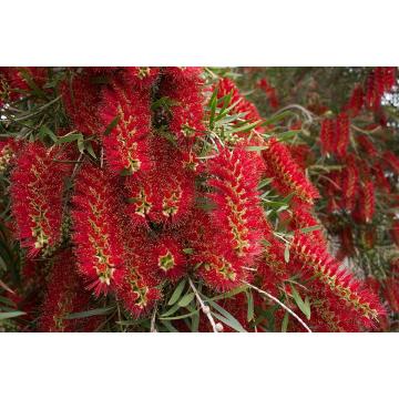 Callistemon Viminalis, Weeping Bottle Brush Plant 