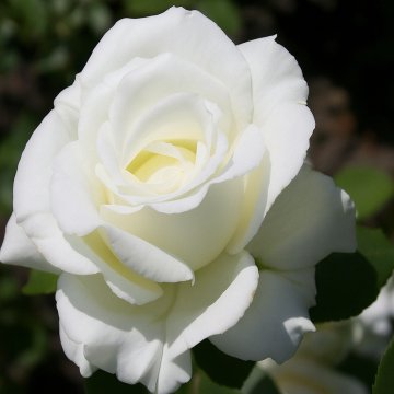 White Rose Plant