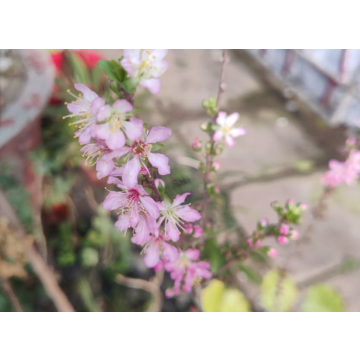 Prunus Cerasoides, Wild Himalayan Cherry ( Himalayan Cherry Blossom )