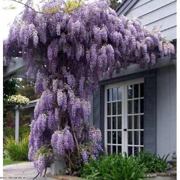 Buy Wisteria Sinensis Plant Online , Chinese Wisteria Plant - Delivery All Over India