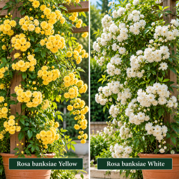 Rosa Bankansea Yellow And White Flower Plants Combo