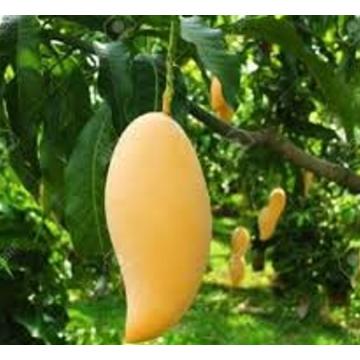 Yellow Banana Mango Plant