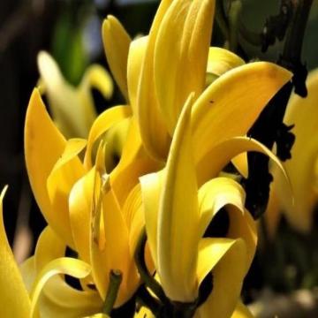 Yellow Butea Monosperma Plant