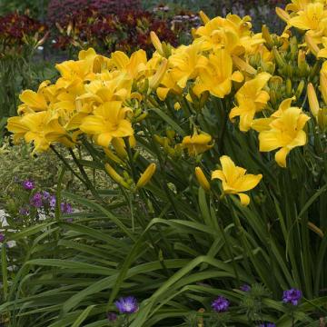 Buy Yellow Day lily Flower bulbs - Pack Of 5 Bulbs - Delivery All Over India