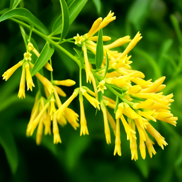 Cestrum Nocturnum , Raat Ki Rani Plant  ( Yellow Flower )