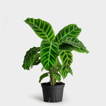 Buy Calathea Zebrina , Zebra Plant