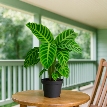 Buy Calathea Zebrina , Zebra Plant