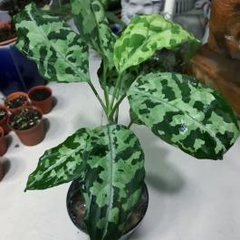 Aglaonema pictum tricolor【F 】from Aceh Aglaonema Pictum Tricolor – Rooted Hues