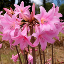 Buy Amaryllis Belladonna, Lily Plant
