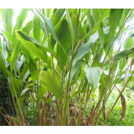 plants growing light Smart Standard Growframe Matte White main image 1