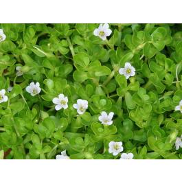Buy Brahmi Plant ( Bacopa Monnieri )
