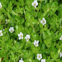 Buy Brahmi Plant ( Bacopa Monnieri )