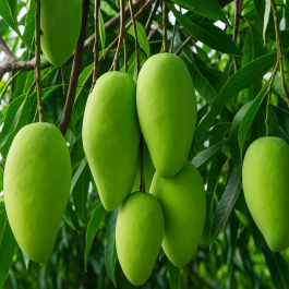 Buy Dasheri Mango Fruit Plant