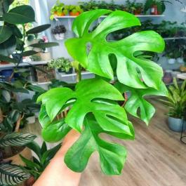 philodendron verrucosum big Philodendron verrucosum main image 0