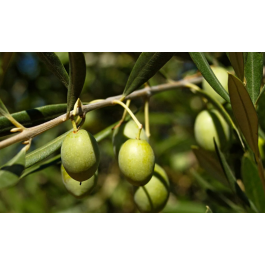 Buy Olive Plant ( Jaitun ) Online