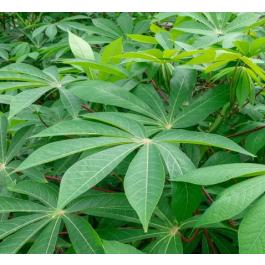 Tapioca Tree Seeds Tapioca Seeds, Manihot Esculenta Seeds , Cassava - 50 Seeds Pack