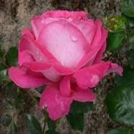 Pink Creeper Rose ( Baronne De Rothschild )