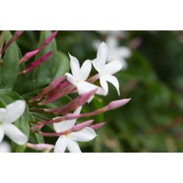 Buy Jasminum Officinale, White Chameli Plant With Free Shipping