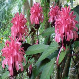 Buy Justicia Carnea Plant, Flamingo Flower Plant