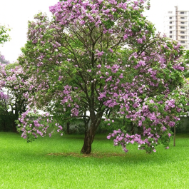 Bauhinia Variegata Kachnar Plant For Sale In India