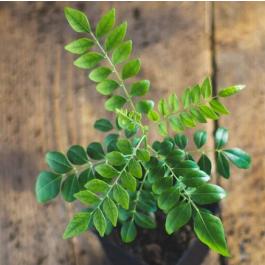 Murraya Koenigii Kadi Patta Curry Leaf Plant