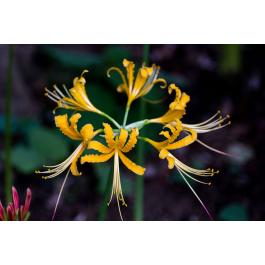 lycoris-aurea-yellow.jpg