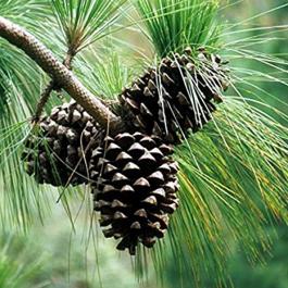 Buy Pinus Roxburghii Plant, Chir Pine - Delivery All Over India