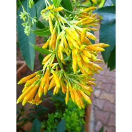 Cestrum Nocturnum , Raat Ki Rani Plant ( Yellow Flower )