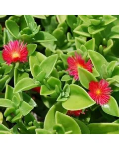 Aptenia cordifolia (Heart Leaf Ice Plant)