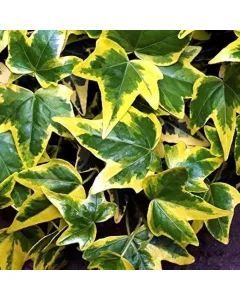 Hedera Helix ( English Ivy ) Plant