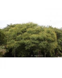 Acacia Nilotica Babul Tree