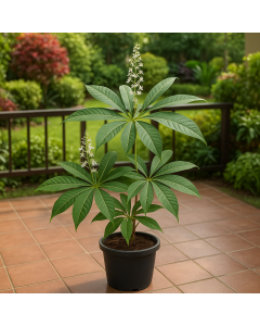 Aesculus Assamica , East Himalayan Horse Chestnut Plant 