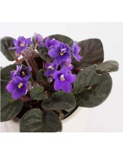 African Violet ( Saintpaulia Ionantha ) Plant