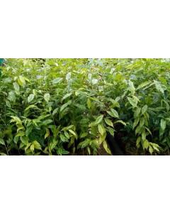 Buy Agarwood  Plant