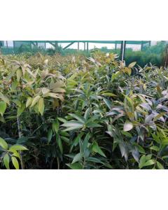 Buy Agathis Robusta Plant , Queensland Kauri Pine