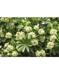 Alstonia Scholaris Plant , Indian Devil Tree  Saptaparni 