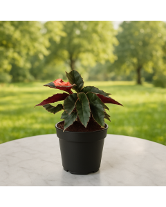 Angel Wing Begonia ( Begonia coccinea hybrid ) Assorted