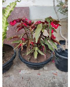 Angel Wing Begonia ( Begonia coccinea hybrid ) Assorted