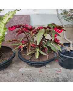 Angel Wing Begonia ( Begonia coccinea hybrid ) Assorted