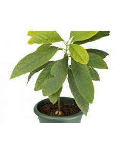 Hass Avocado Grafted Live Plant