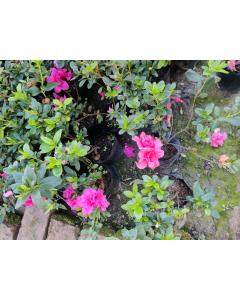 Azalea Pink Plant ( Rhododendron Family )